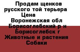 Продам щенков русского той терьера  › Цена ­ 5 000 - Воронежская обл., Борисоглебский р-н, Борисоглебск г. Животные и растения » Собаки   